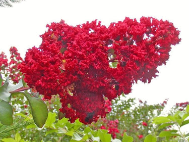 1000 Bulk CREPE MYRTLE Mixed Colors Lagerstroemia Indica Mix Tree Shrub Flower Seeds - Red, Purple, Light Pink, Dark Pink, White, & Lilac
